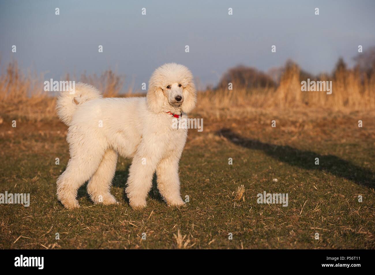 young Giant Poodle Stock Photo