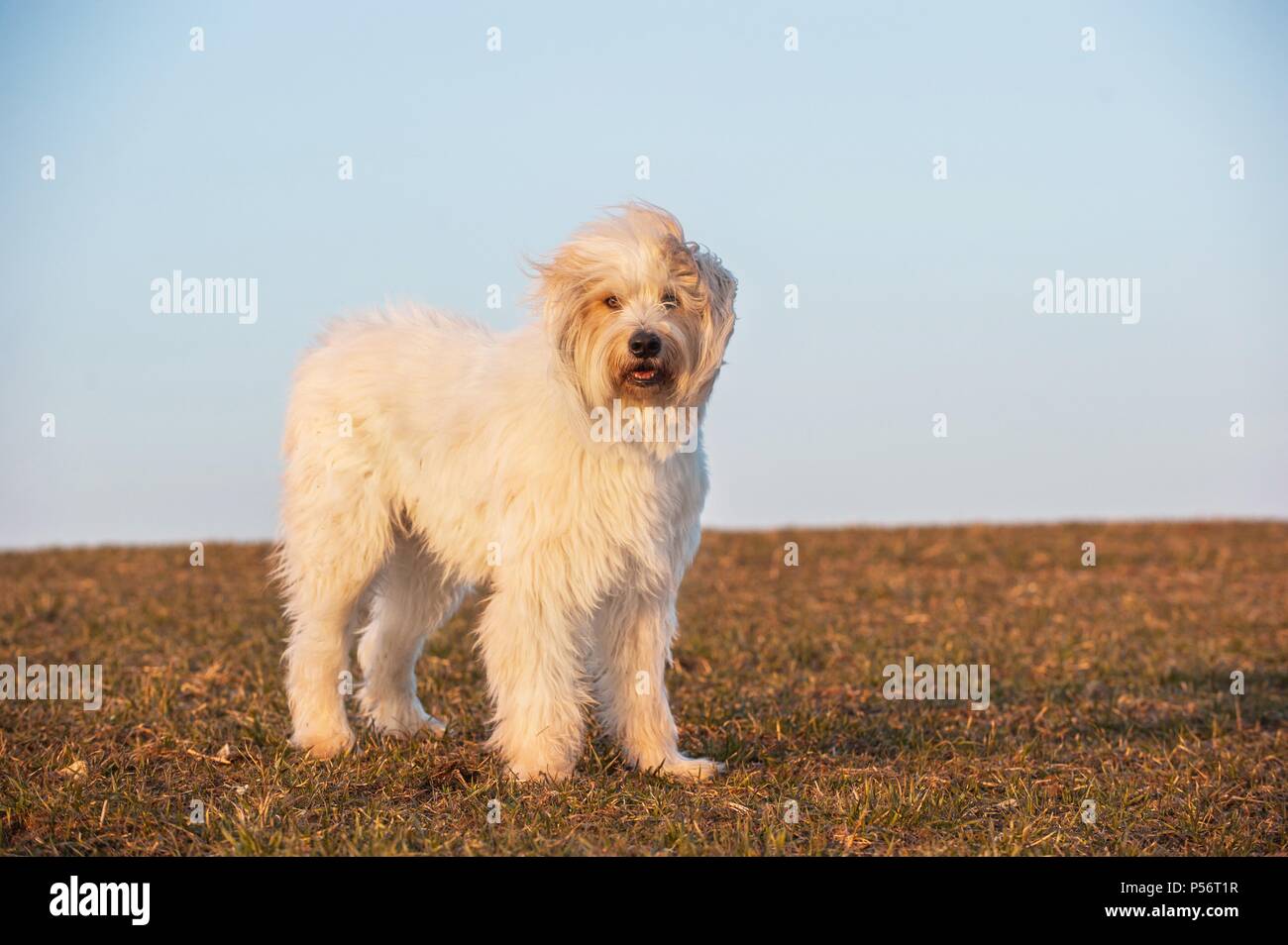 The old English Sheepdog and the South Russian shepherd dog on the lawn.  Adobe RGB Stock Photo - Alamy