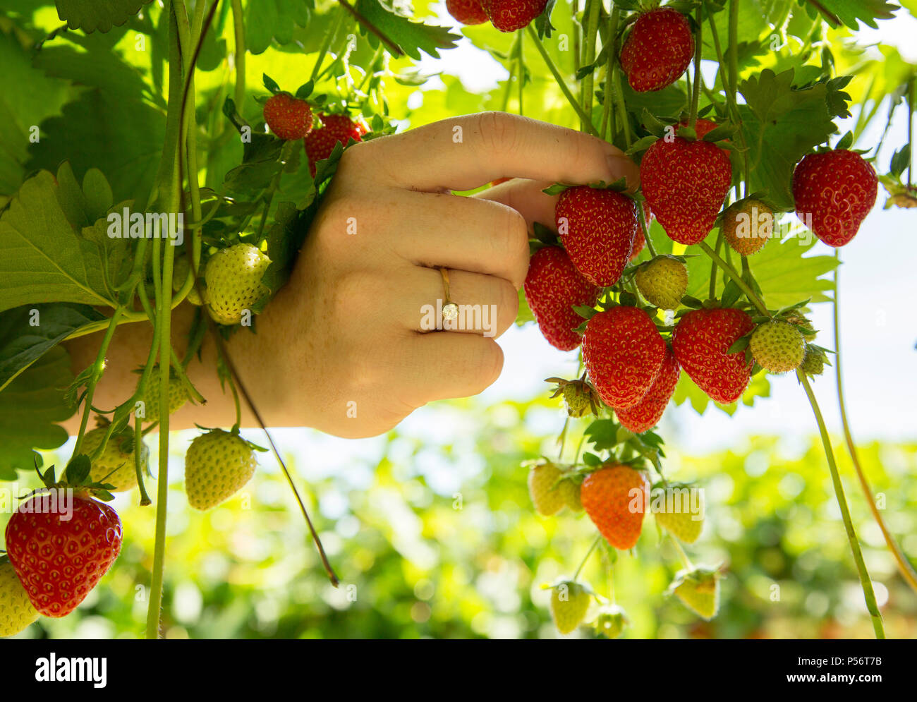 close up hand strawberry picking Stock Photo