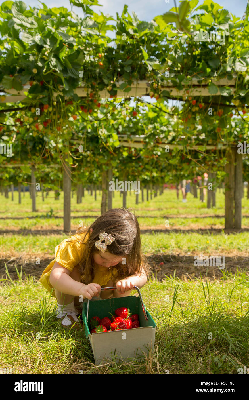 toddler girl strawberry picking Stock Photo