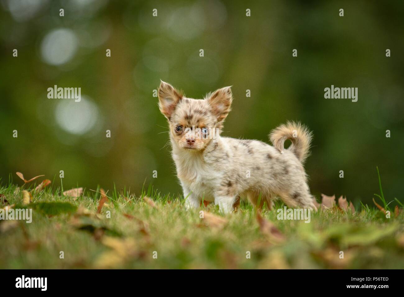 Longhaired Chihuahua Puppy Stock Photo 209748629 Alamy