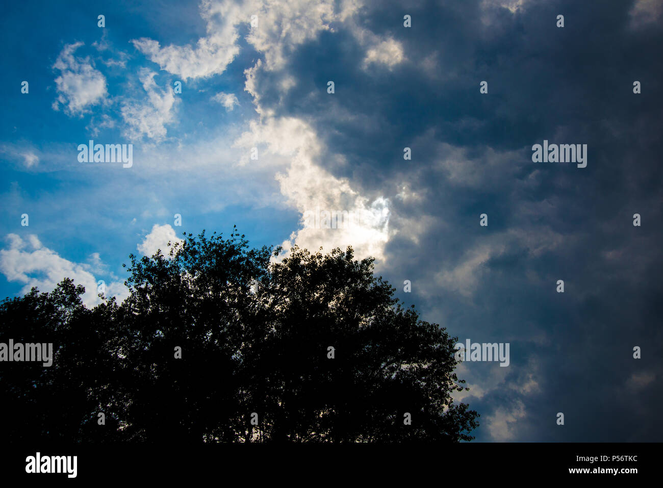 A sunny day with thunderclouds in the sky. In the foreground is a tree. Stock Photo