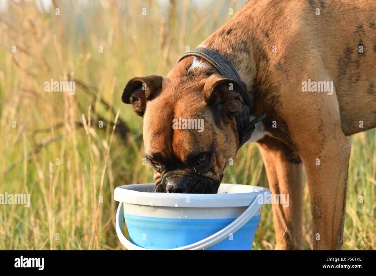 Drinking companion hi-res stock photography and images - Alamy