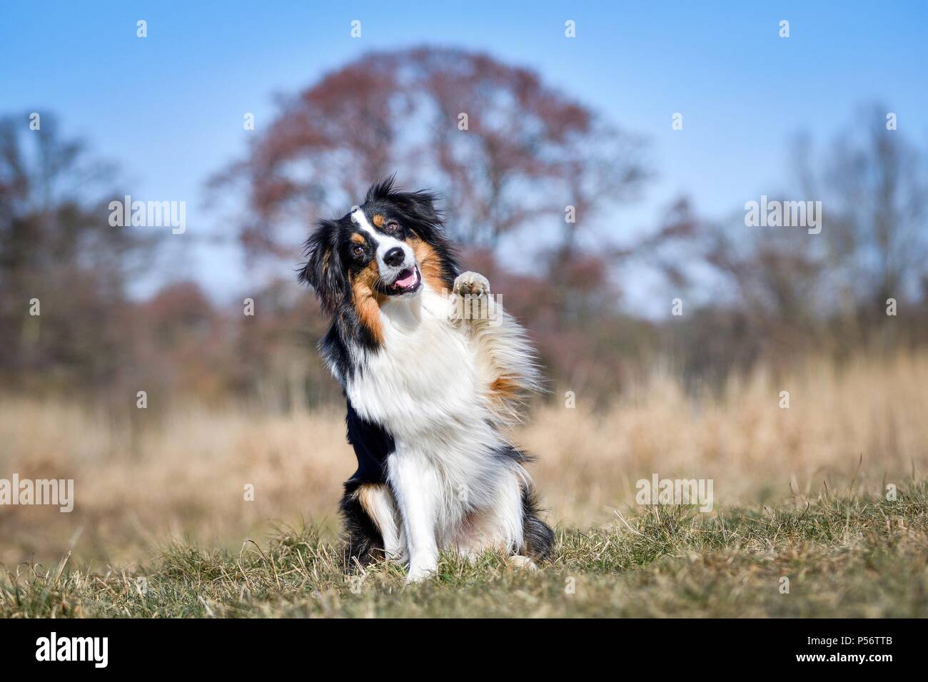 Australian Shepherd gives paw Stock Photo Alamy
