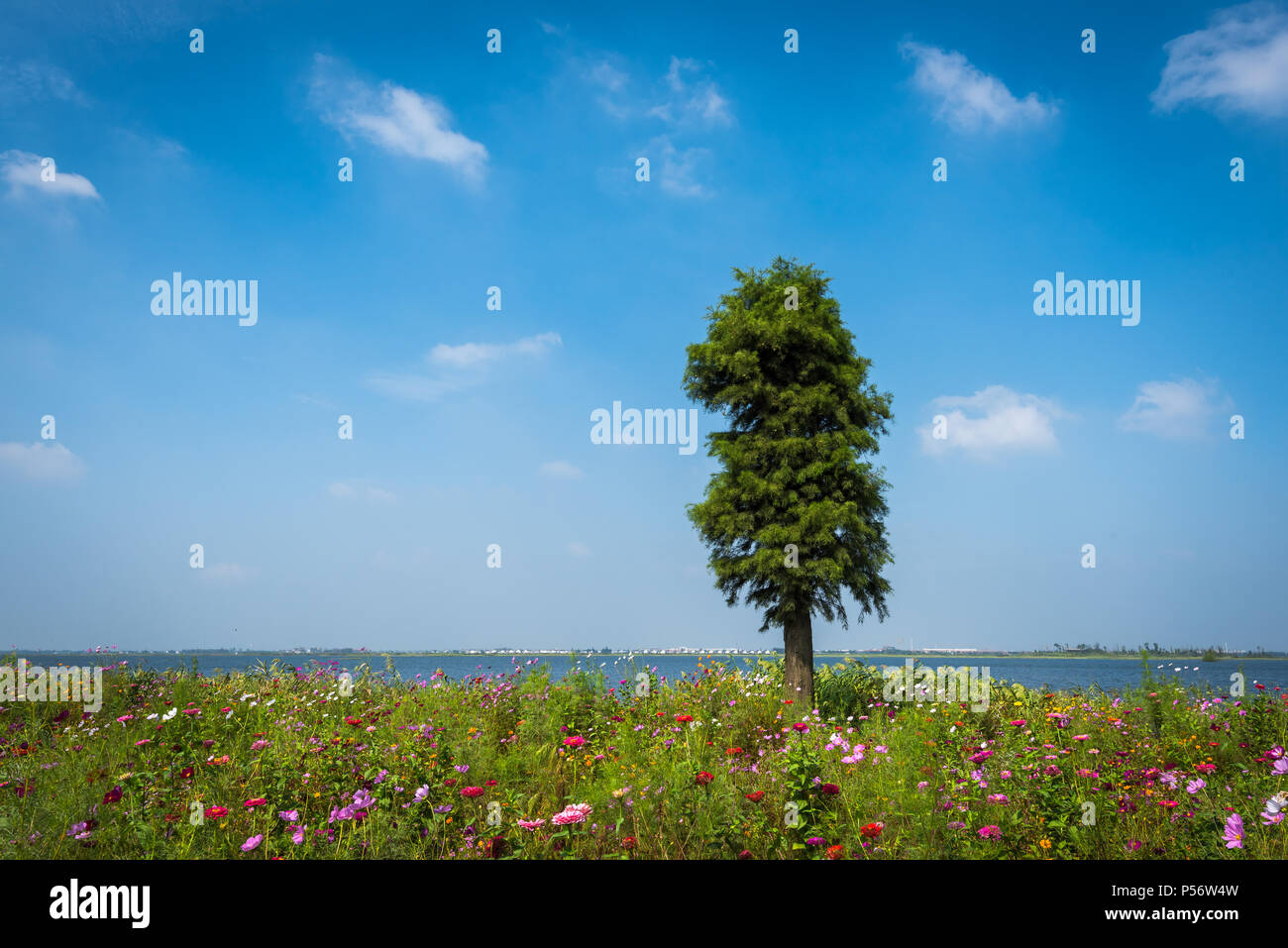 Lonely tree among white hi-res stock photography and images - Alamy