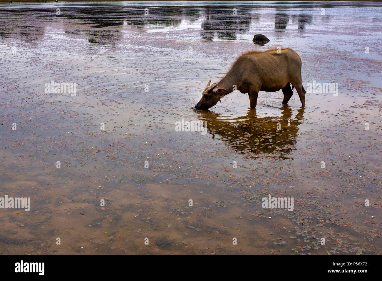 Cambodian wild water buffalo calf eating Stock Photo