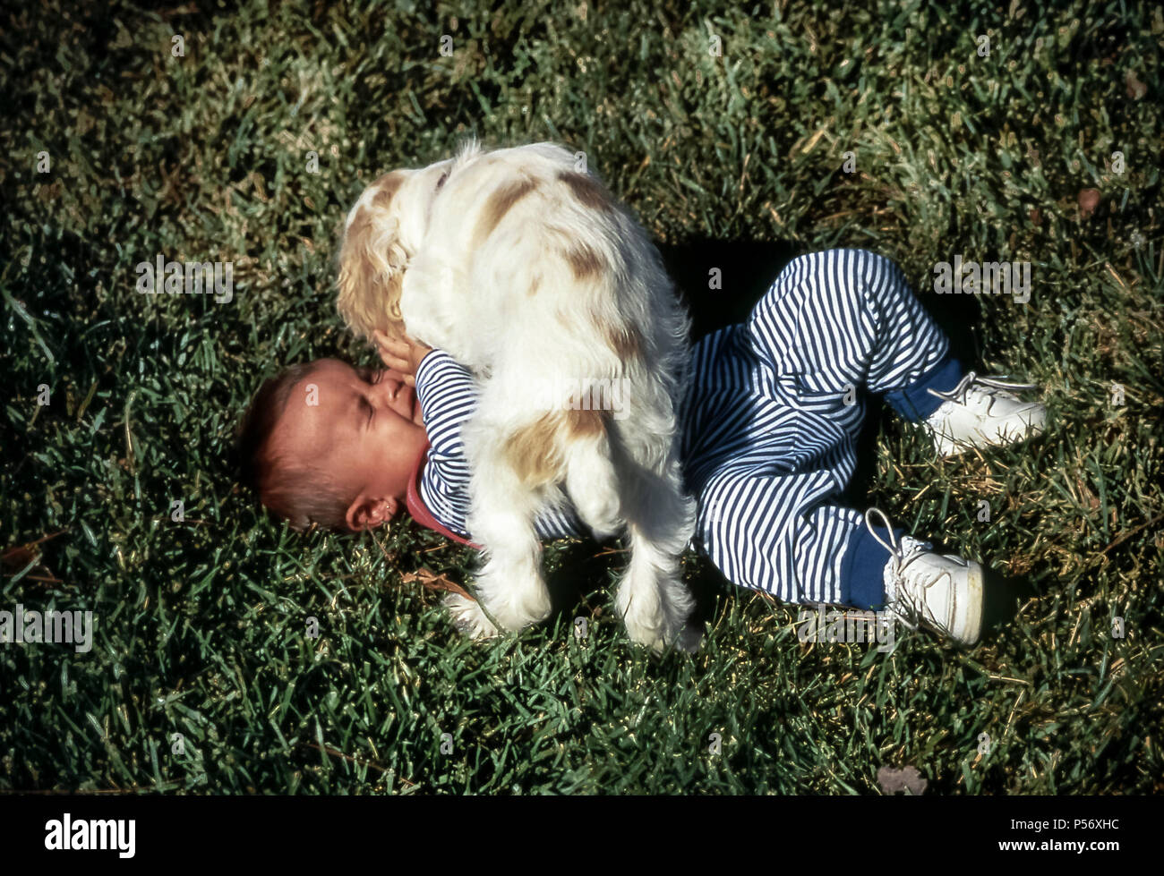 spaniel puppy playing with baby. MR  © Myrleen Pearson.   Ferguson Cate Stock Photo
