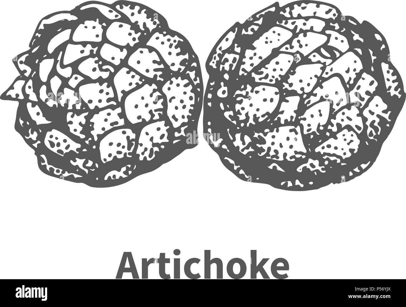 Vector illustration hand-drawn artichoke Stock Vector
