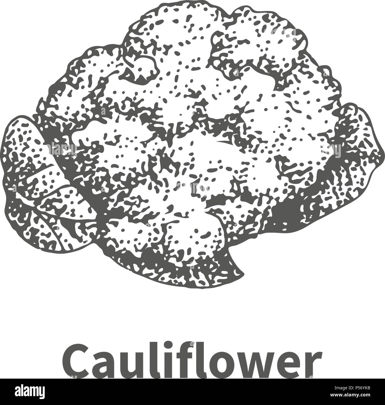 Vector illustration hand-drawn cauliflower Stock Vector