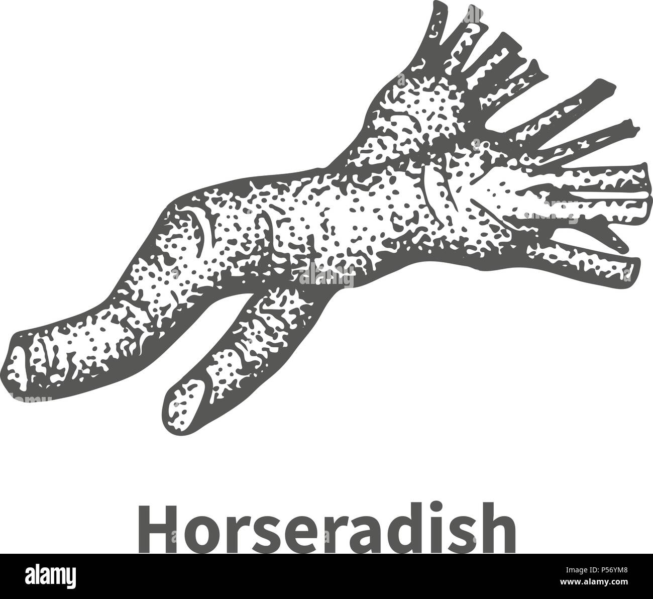 Vector illustration handdrawn horseradish Stock Vector Image & Art Alamy