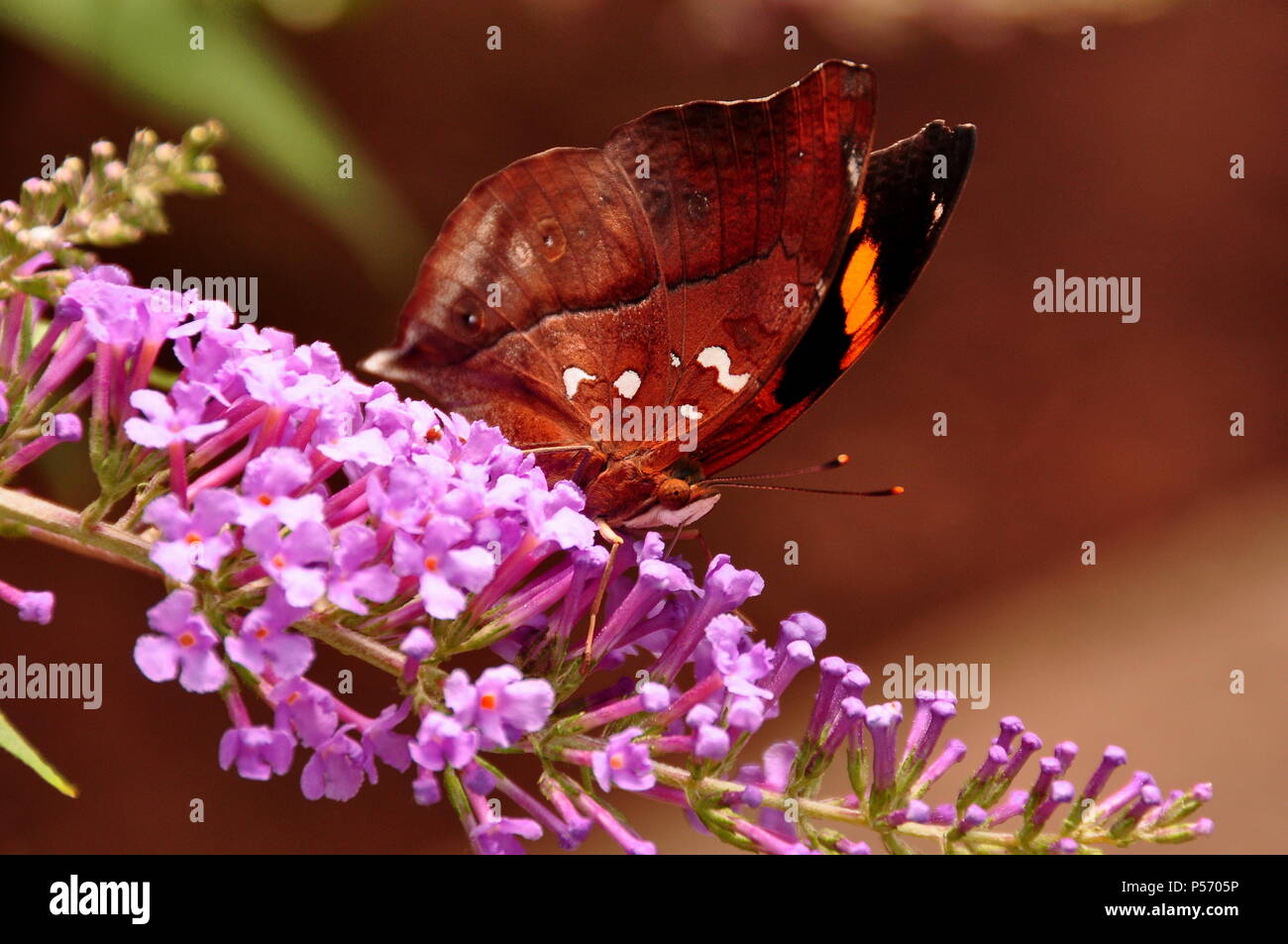 A leafwing butterfly grabs a nectar sandwich in the gardens. Stock Photo