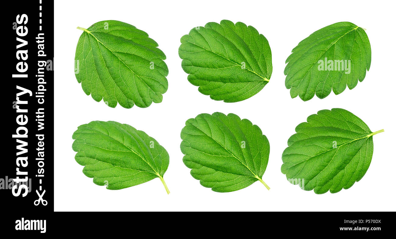 Strawberry leaves isolated on white background with clipping path Stock