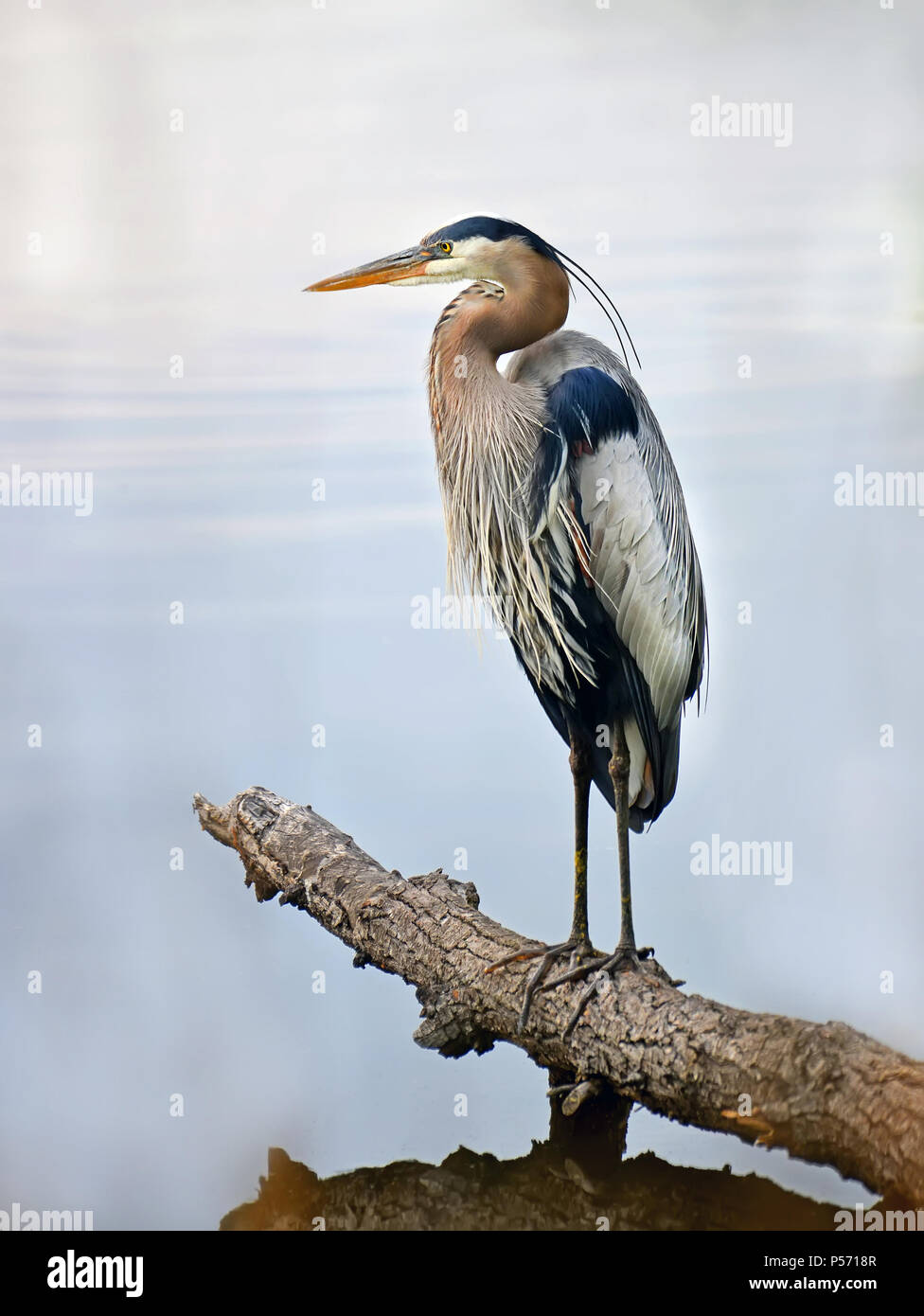 Closeup of a Great Blue Heron standing majestically on a log in the water gazing out over the Chesapeake bay in Maryland Stock Photo