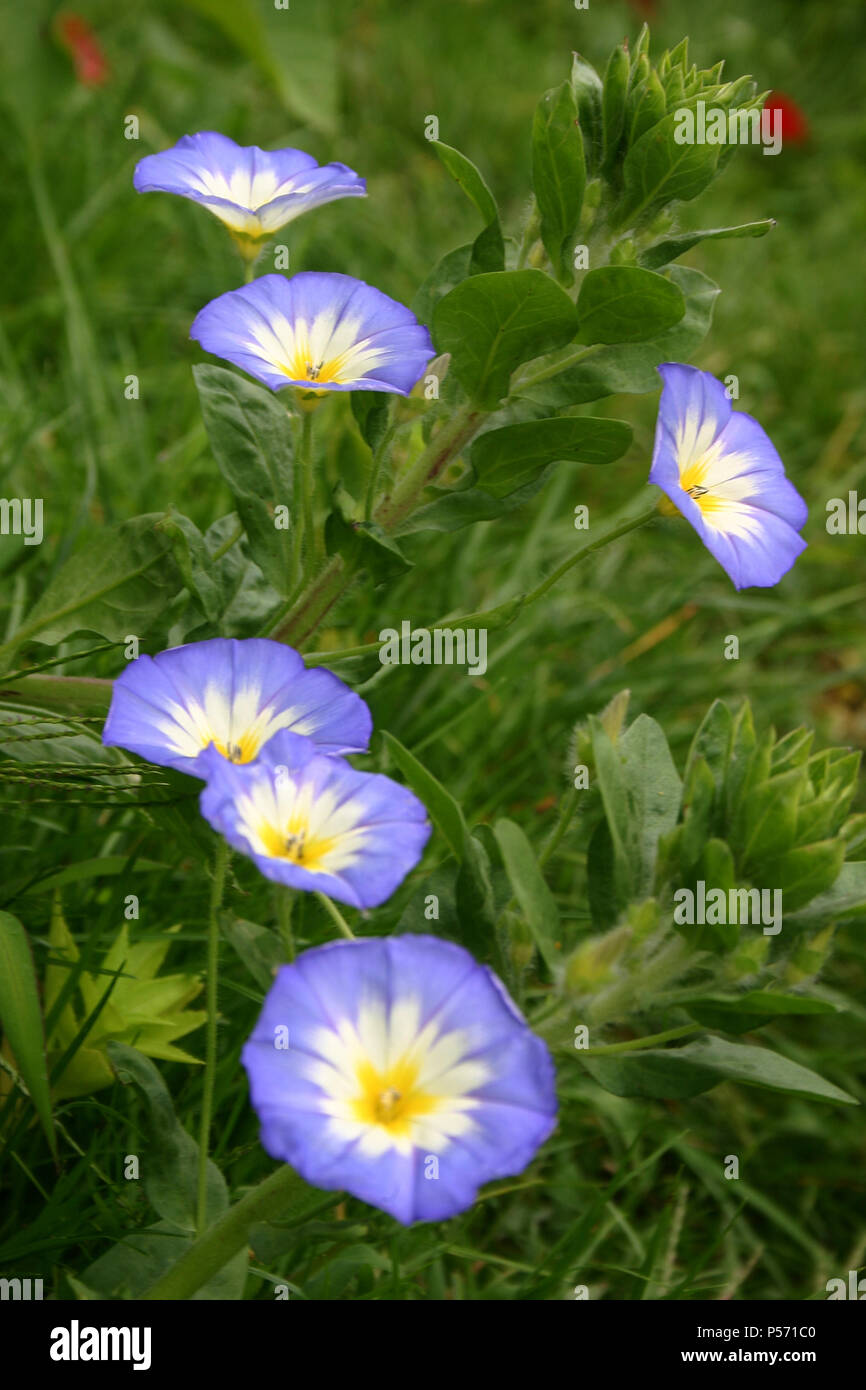 Close up of Heavenly Blue Morning Glory Stock Photo