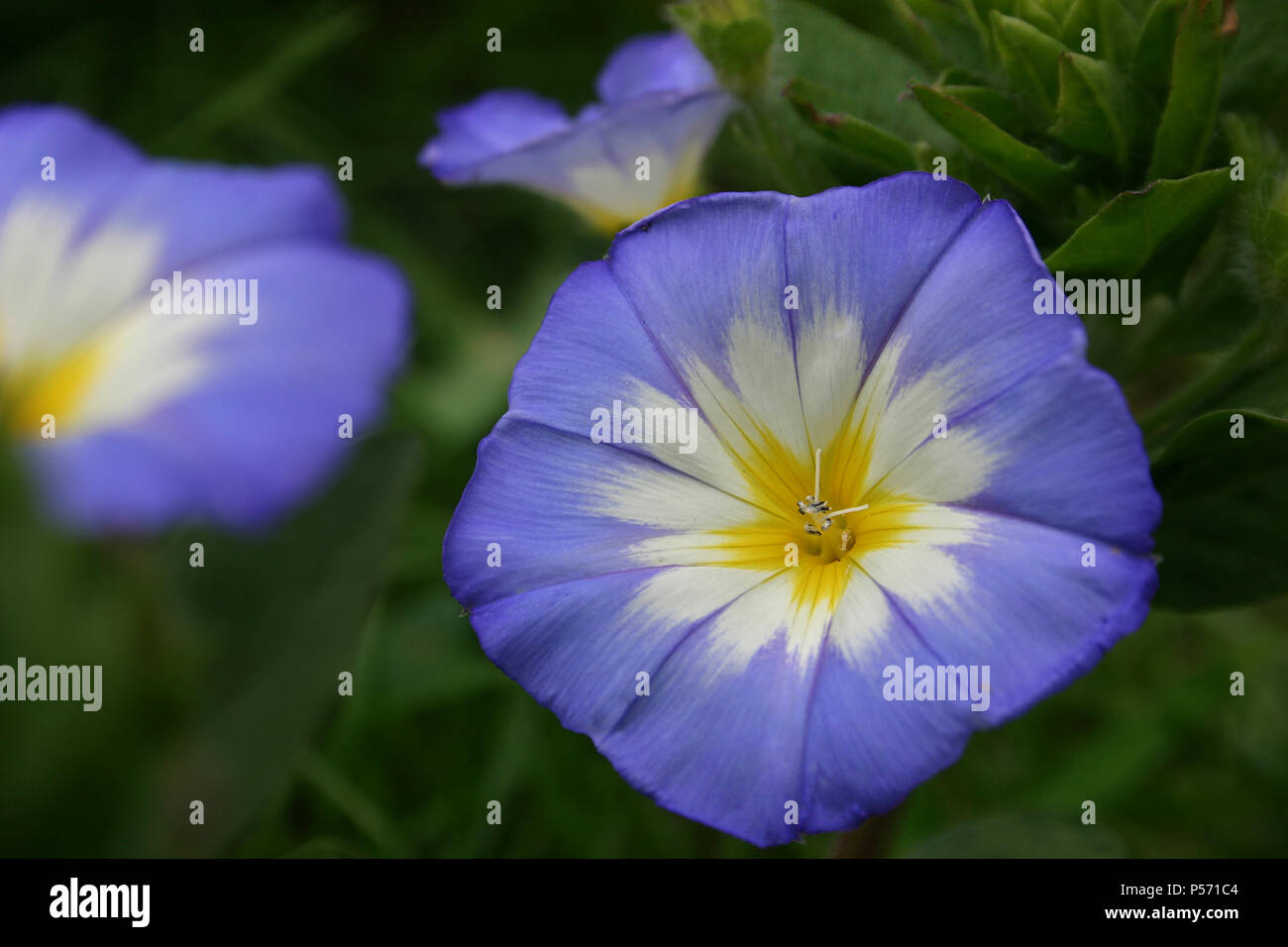 Close up of Heavenly Blue Morning Glory Stock Photo