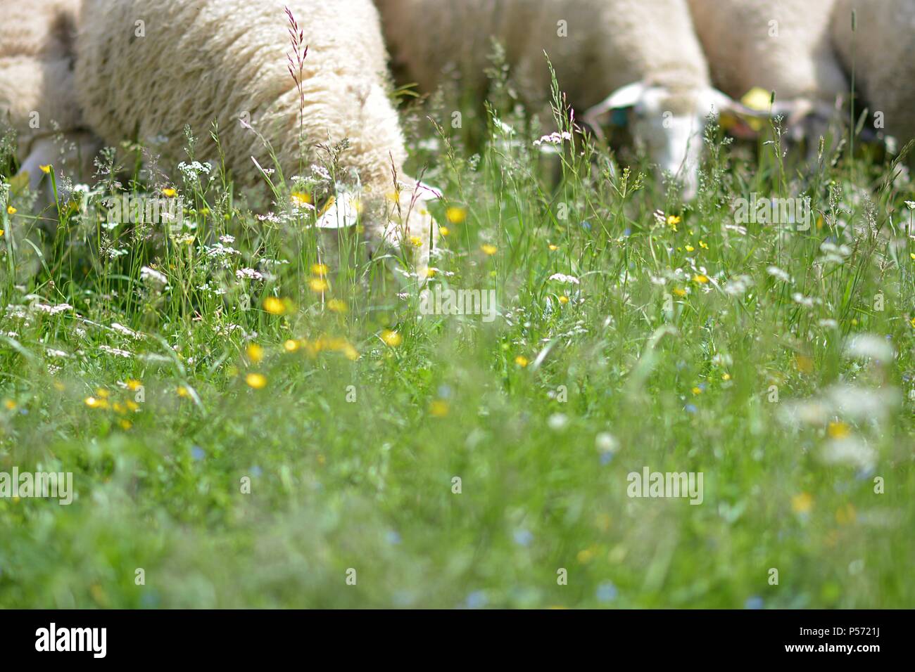 herd of sheep crosses the green meadow Stock Photo - Alamy