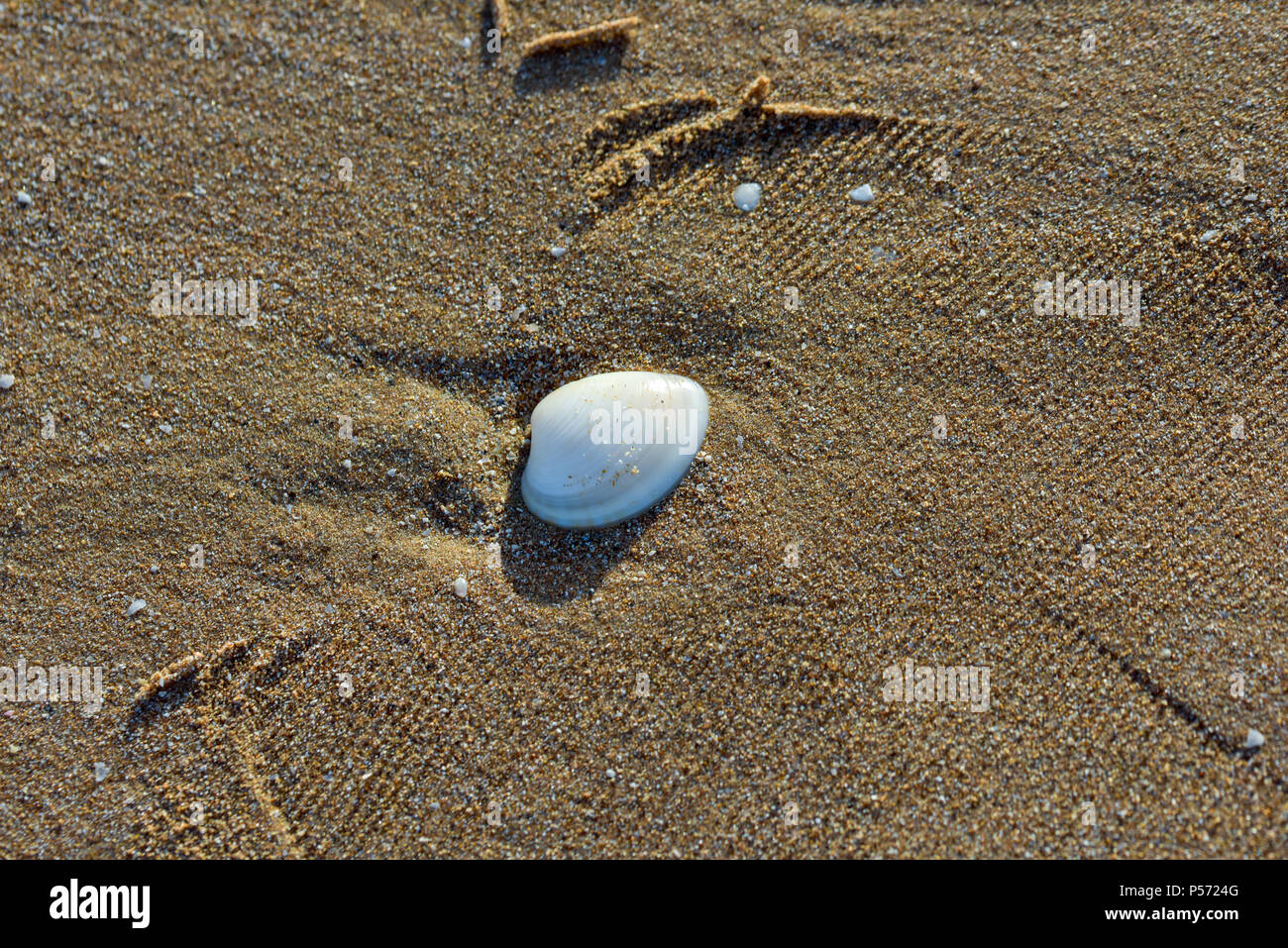 One seahsell washed out at Umm Al Quwain beach, UAE Stock Photo