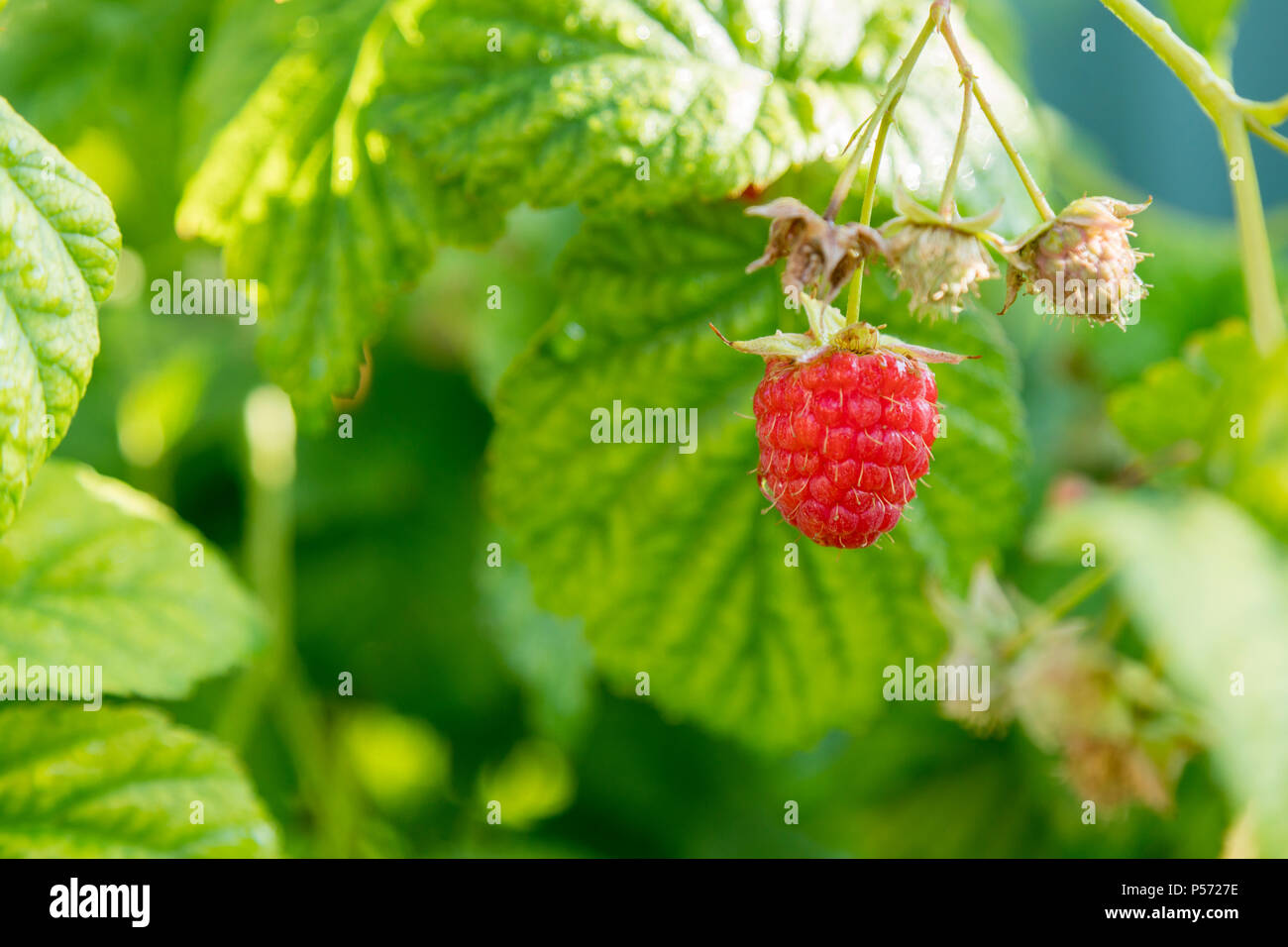 Close up view of a ripe red raspberry fruit in a garden Stock Photo - Alamy