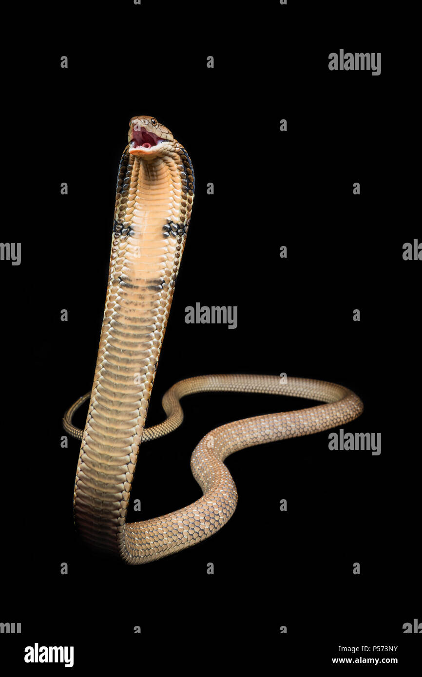 The king cobra (Ophiophagus hannah), also known as the hamadryad, is a venomous snake species in the family Elapidae Stock Photo