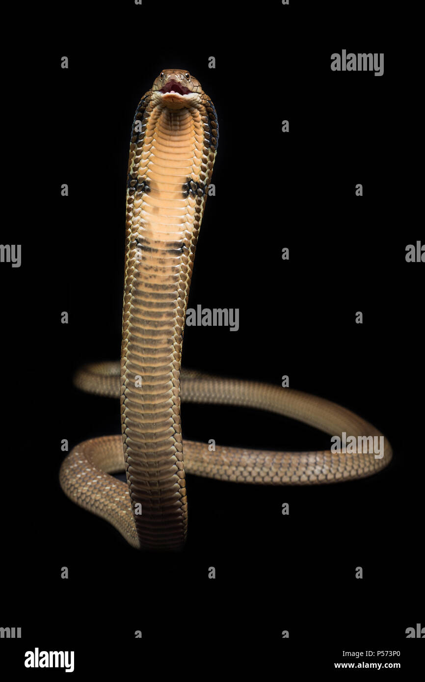 The king cobra (Ophiophagus hannah), also known as the hamadryad, is a venomous snake species in the family Elapidae Stock Photo