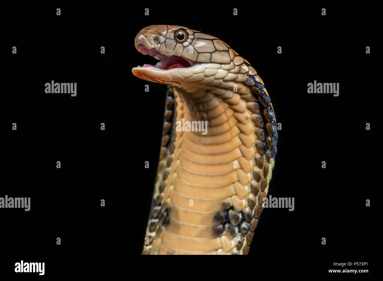 The king cobra (Ophiophagus hannah), also known as the hamadryad, is a venomous snake species in the family Elapidae Stock Photo