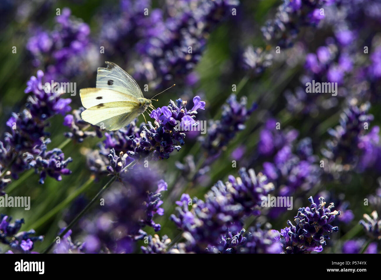 Friedrichshafen, Germany. 25th June, 2018. A Pieridae butterfly sits on a lavender field. Credit: Felix Kästle/dpa/Alamy Live News Stock Photo