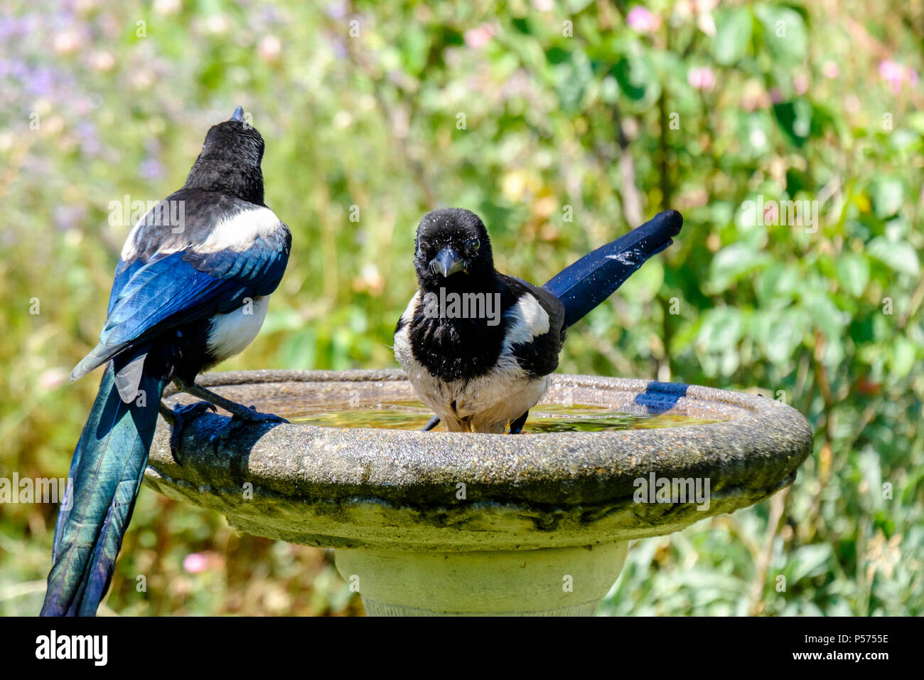 Young magpies cool off in a garden birdbath on a hot day. London UK. Stock Photo