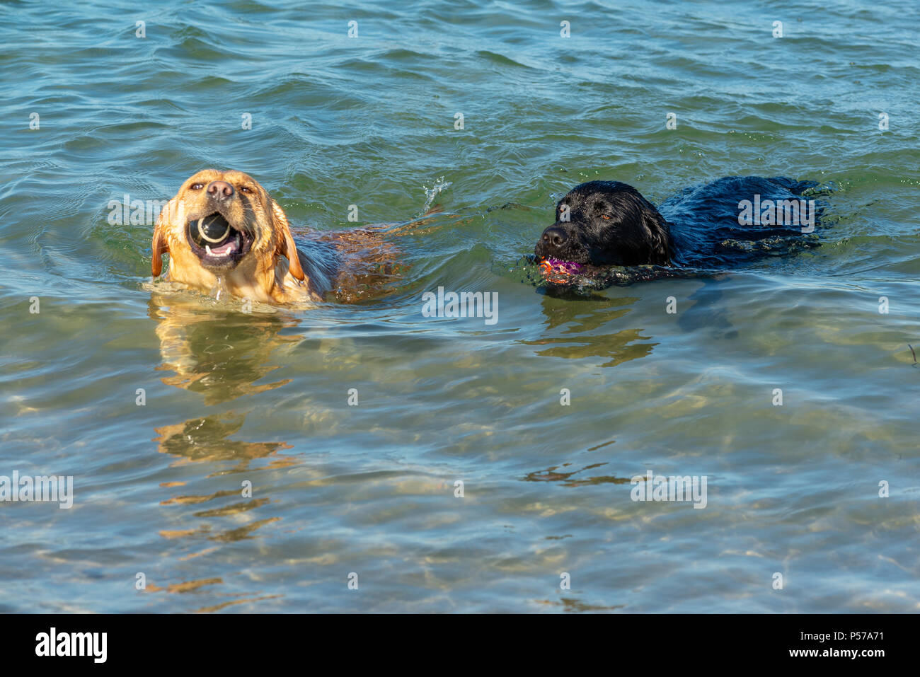 Two Labrador dogs swimming in the sea after retrieving balls Stock Photo