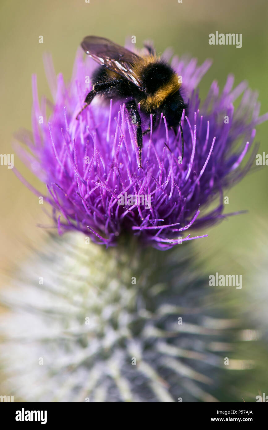 Glasgow, Scotland, UK. 25th June, 2018. A bee feeding on a spear thistle in Glasgow Credit: Tony Clerkson/Alamy Live News Stock Photo