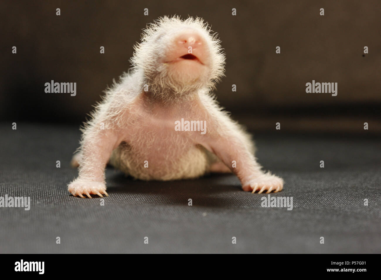 Chengdu Chengdu China 26th June 18 Chengdu China 26th June 18 Cute Baby Pandas At Chengdu Research Base Of Giant Panda Breeding In Chengdu Southwest China S Sichuan Province Credit Sipa Asia Zuma Wire Alamy Live Chengdu Chengdu China 26th June 18 Chengdu China 26th June 18 Cute Baby Pandas At Chengdu Research Base Of Giant Panda Breeding In Chengdu Southwest China S Sichuan Province Credit Sipa Asia Zuma Wire Alamy Live
