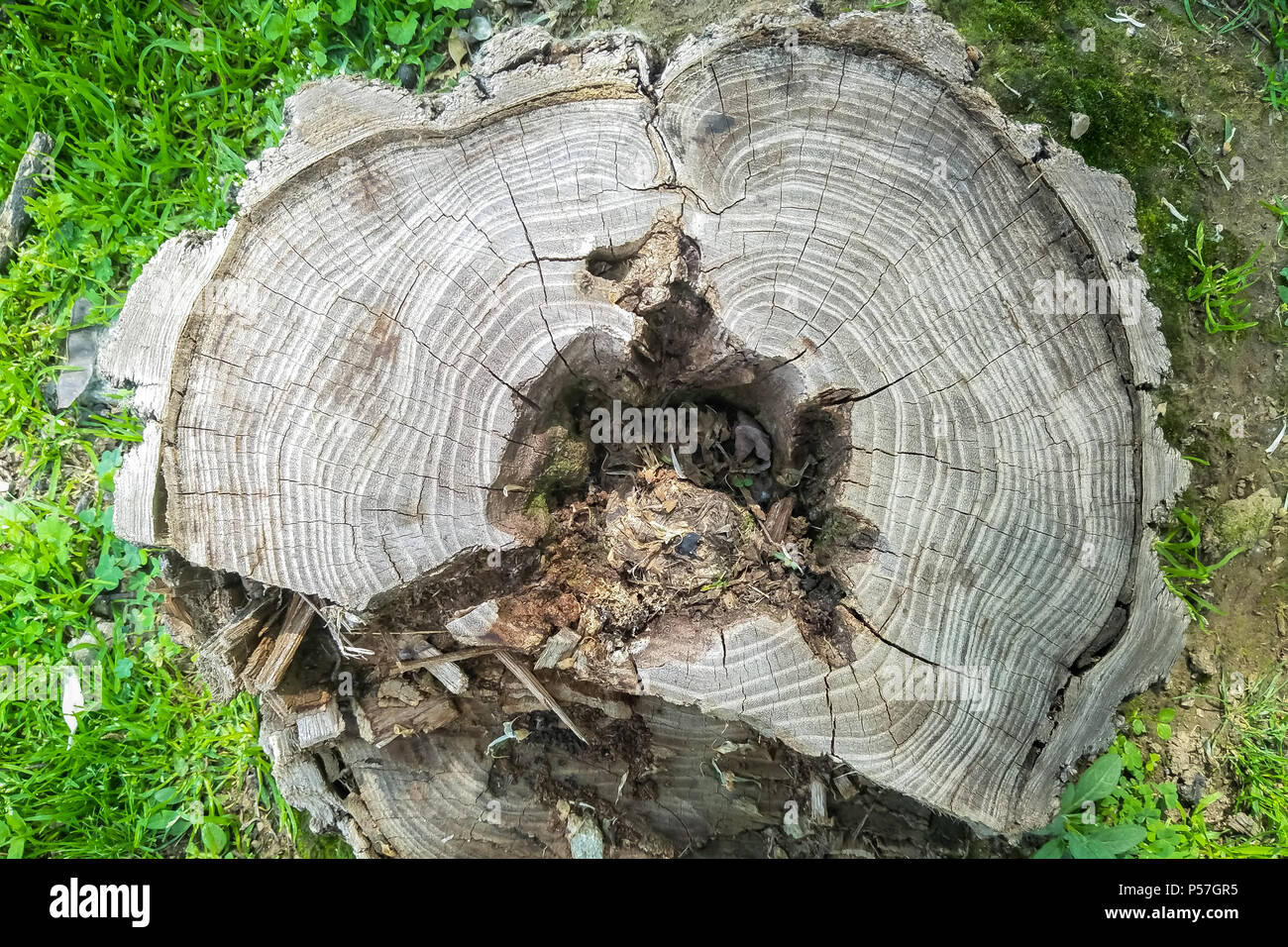 A tree cut at the bottom of the trunk, top view of the cut tree trunk Stock Photo