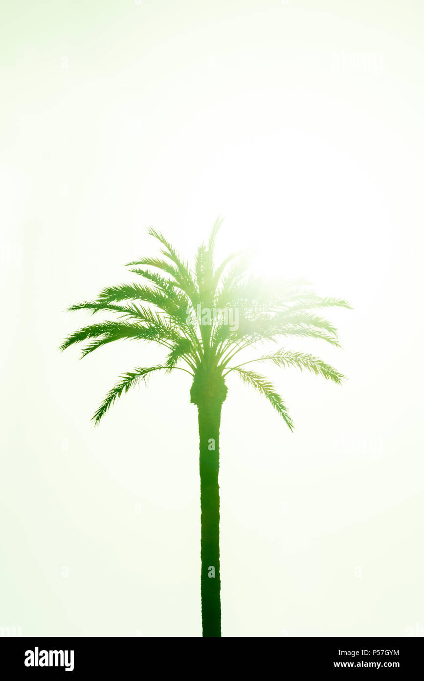 Palm (Arecaceae) against the light, green colour, bright sky Stock Photo