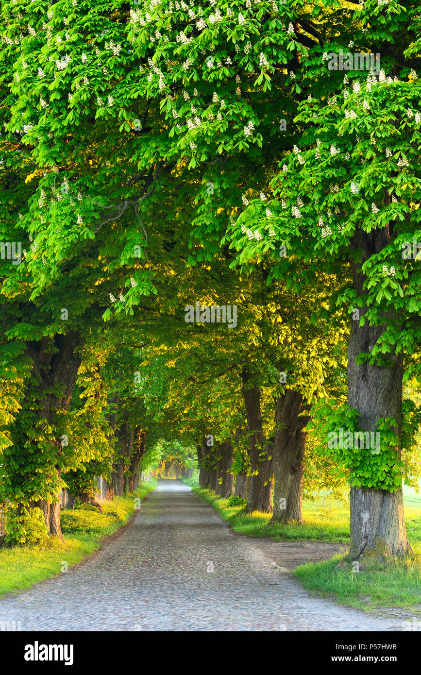 Allee im Morgenlicht, flowering chestnut trees (Castanea), old cobblestone pavement, near Binz, Rügen Island Stock Photo