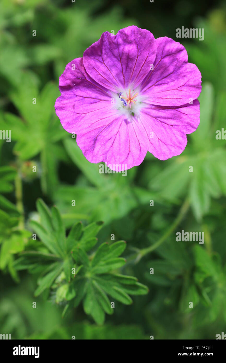 Bloody Cranesbill Geranium sanguineum Stock Photo