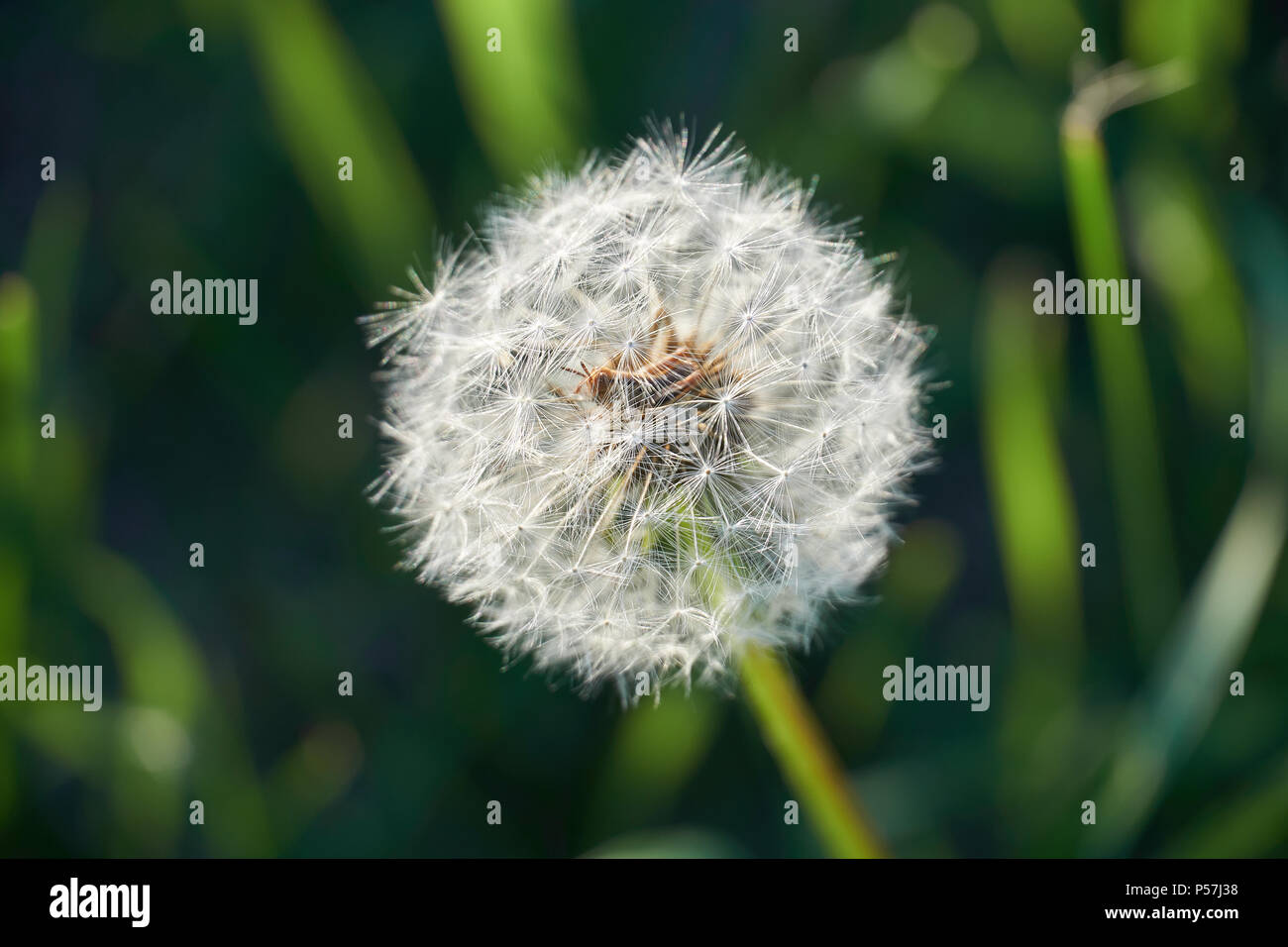 Grasshopper hides inside a dandelion in the middle of a field Stock Photo