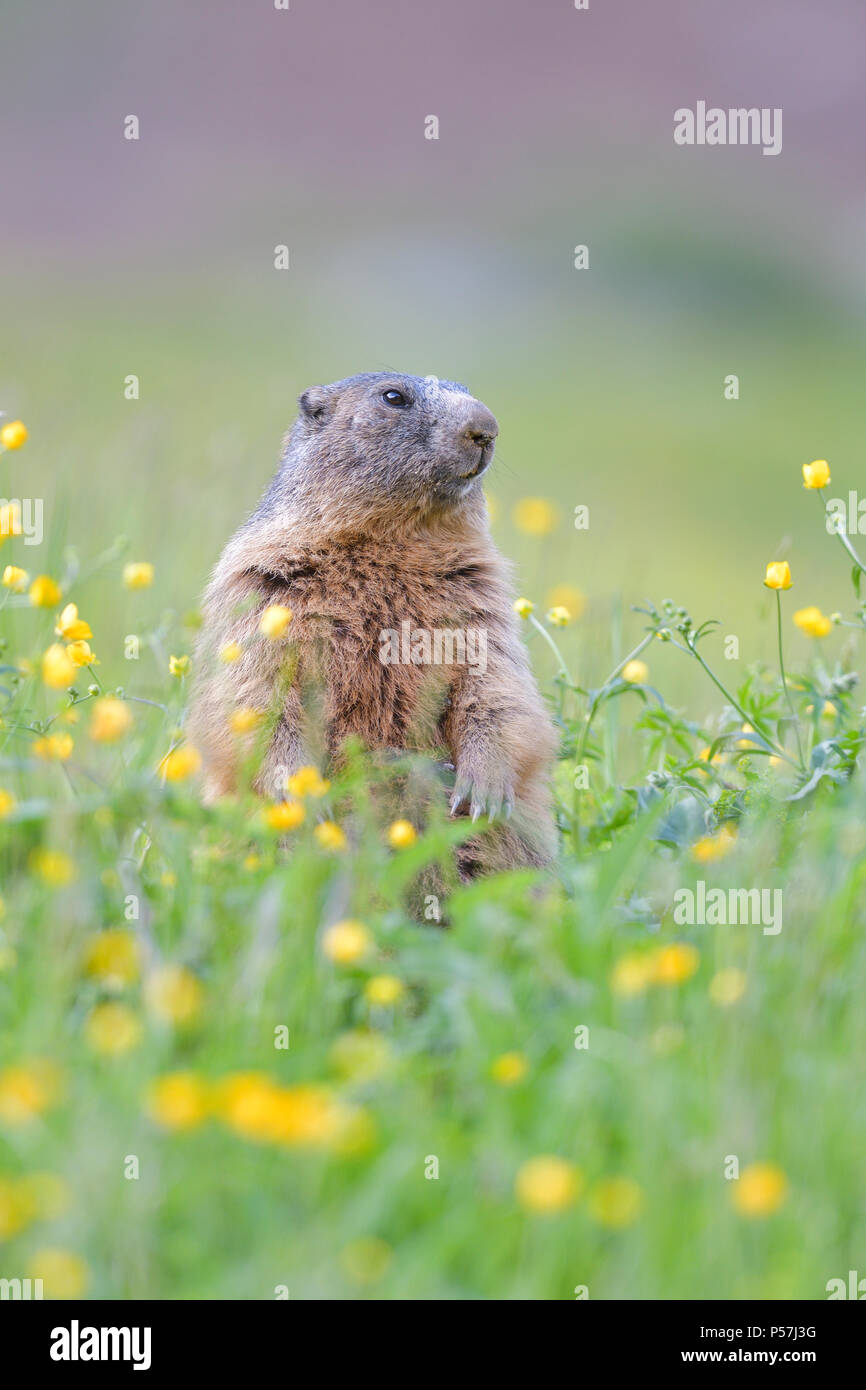 Alpine Marmot (Marmota marmota), upright in blooming meadow, Tyrol, Austria Stock Photo
