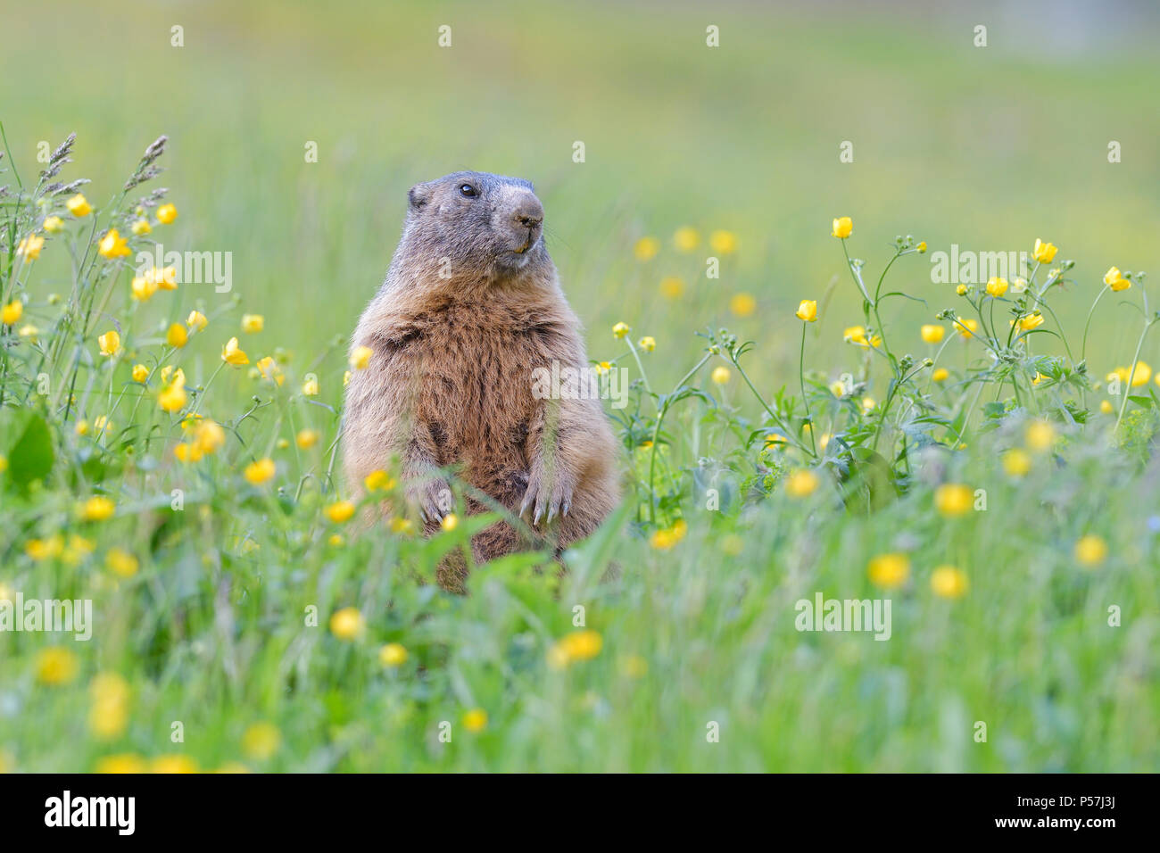 Alpine Marmot (Marmota marmota), upright in blooming meadow, Tyrol, Austria Stock Photo