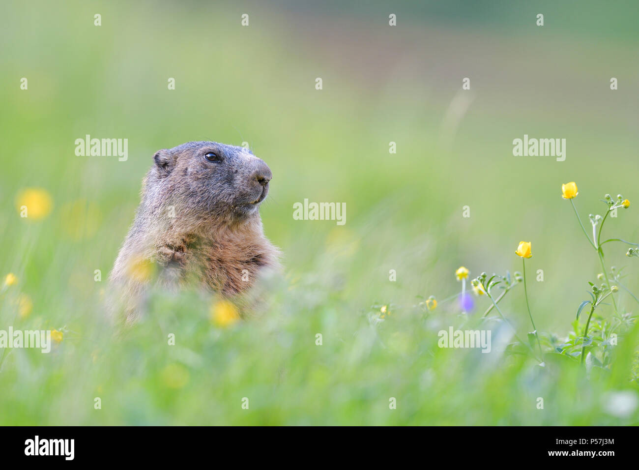 Alpine Marmot (Marmota marmota), upright in blossoming meadow, animal portrait, Tyrol, Austria Stock Photo