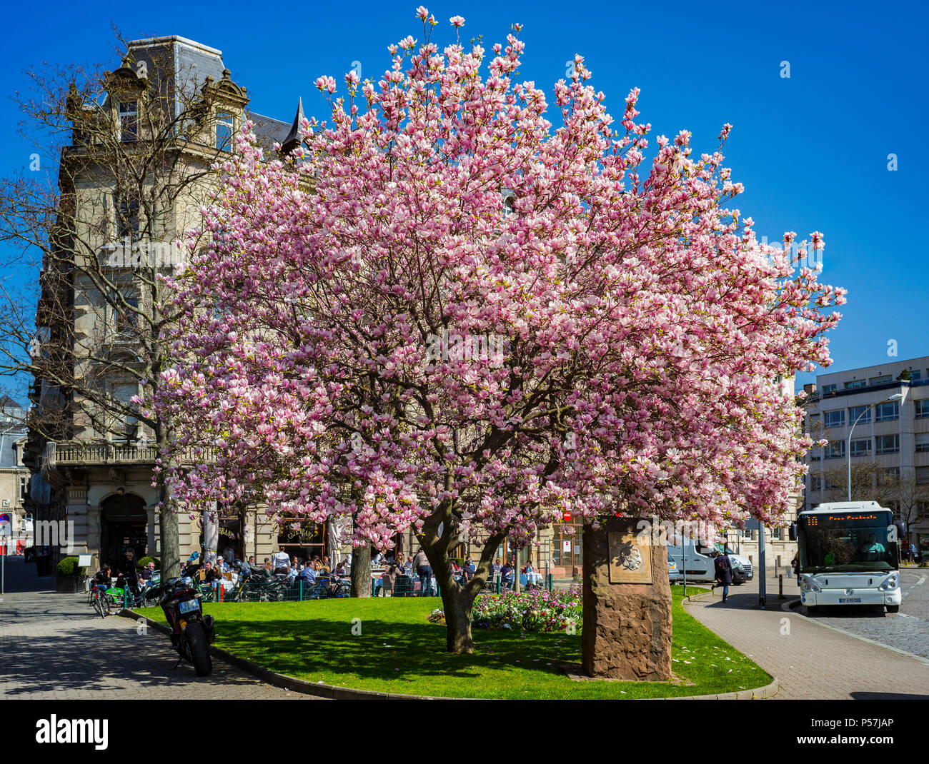 Strasbourg, Marcel Rudloff square with blooming magnolia tree and cafe Brant, Alsace, France, Europe, Stock Photo