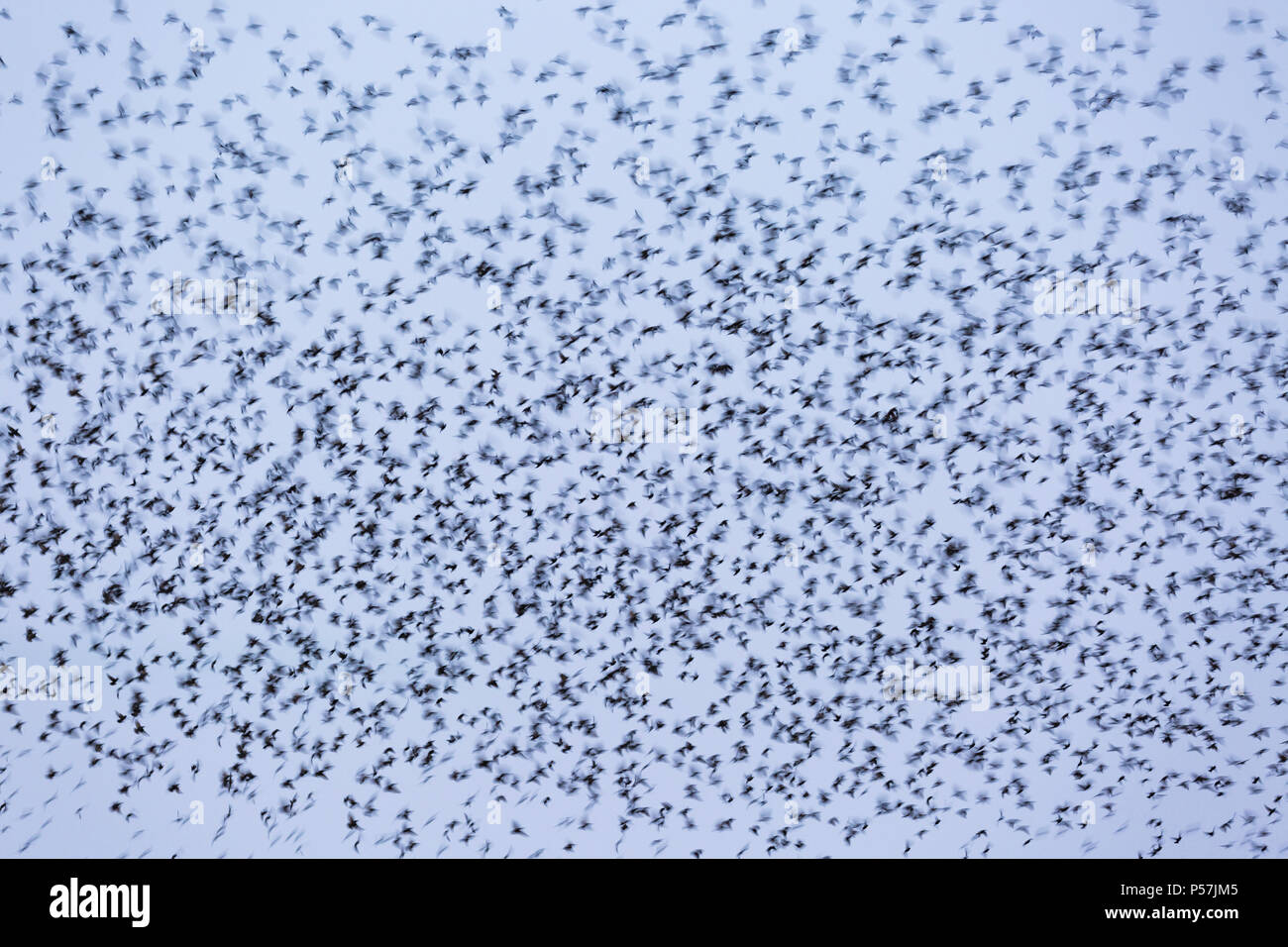 Massive murmuration flock of Common Starling Sturnus vulgaris flying to roost together Stock Photo