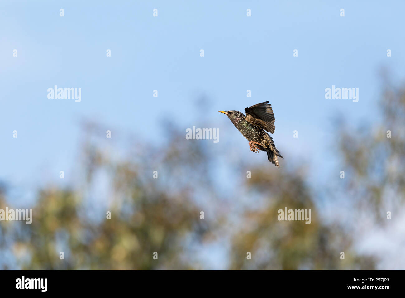 Single Common Starling Sturnus vulgaris flying against distant trees and blue sky in garden Stock Photo