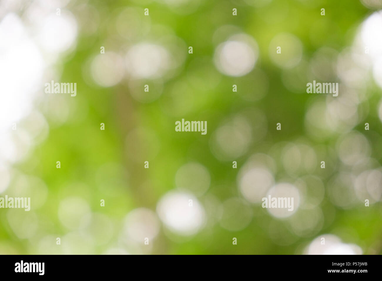 abstract green bokeh Nature background Stock Photo - Alamy