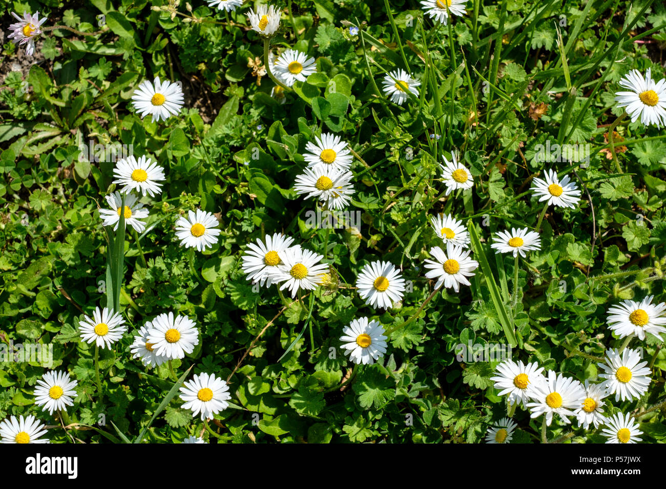 White daisies flowers, meadow, Alsace, France, Europe Stock Photo Alamy