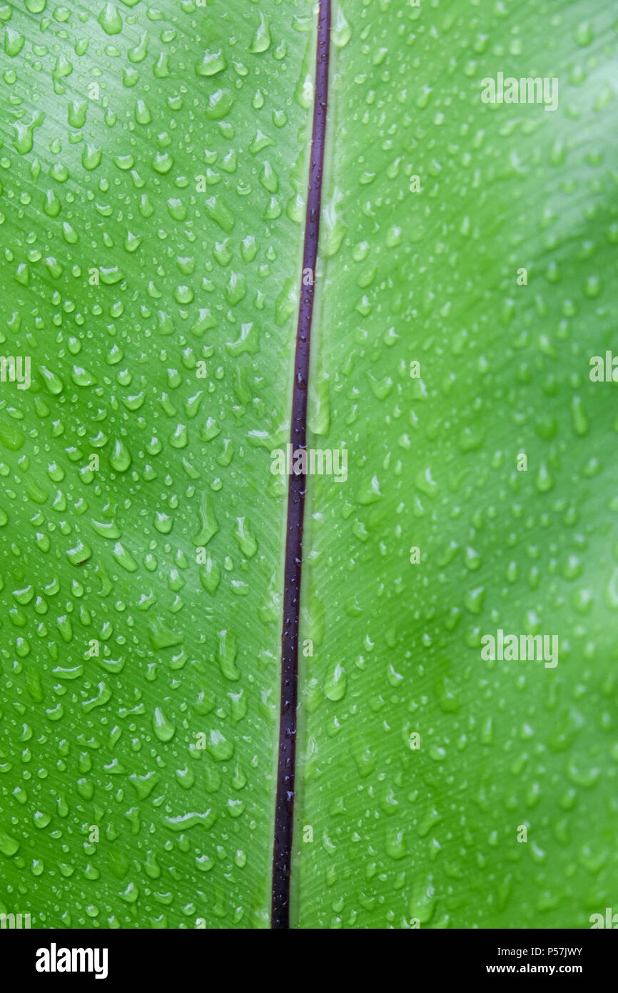 green leaf with water drop texture Stock Photo - Alamy