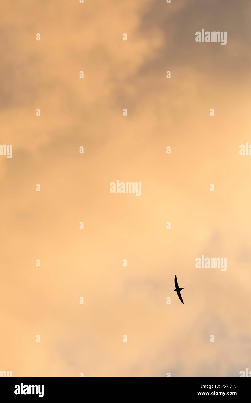 Single Common Swift Apus apus in silhouette flying against moody clouds and sky Stock Photo