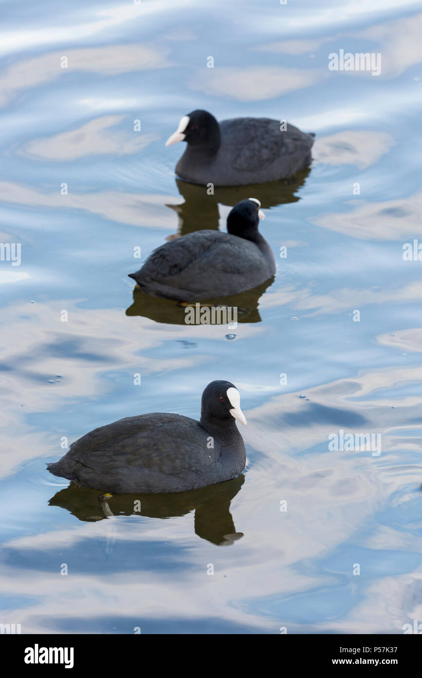 Group of Eurasian Coot Fulica atra resting on water with reflections Stock Photo