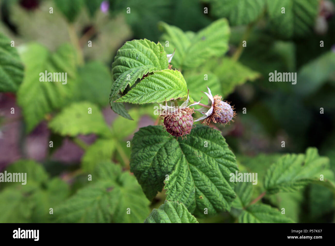 unripe raspberries growing on a bush in a garden, Brabourne Lees, Kent ...