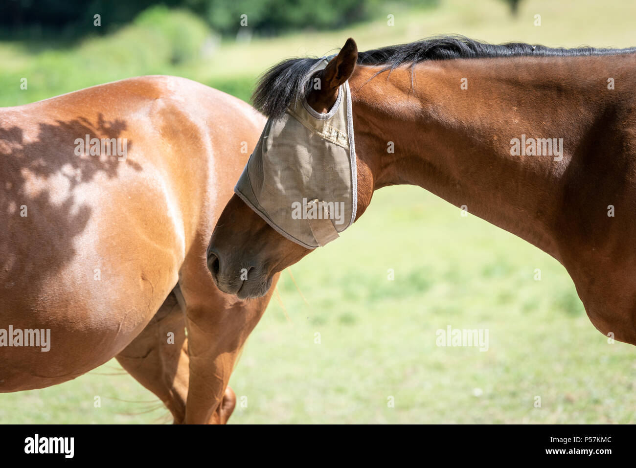 Horses wearing fly masks to protect them from being bitten by flies and