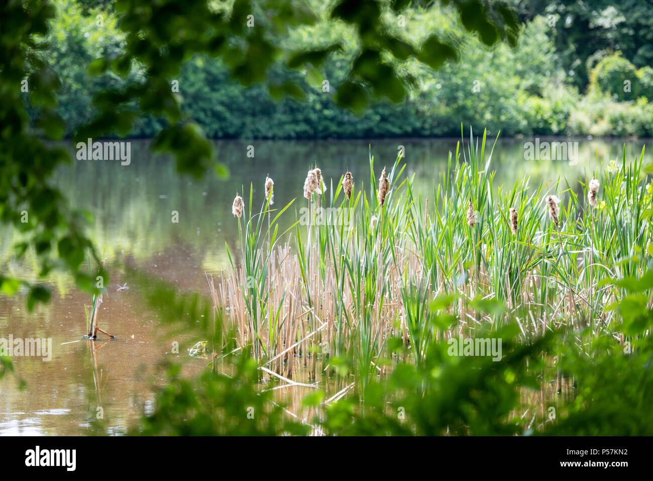 Uk Reeds And Rushes A lake surrounded by reeds and bullrushes in the summer in the UK ...