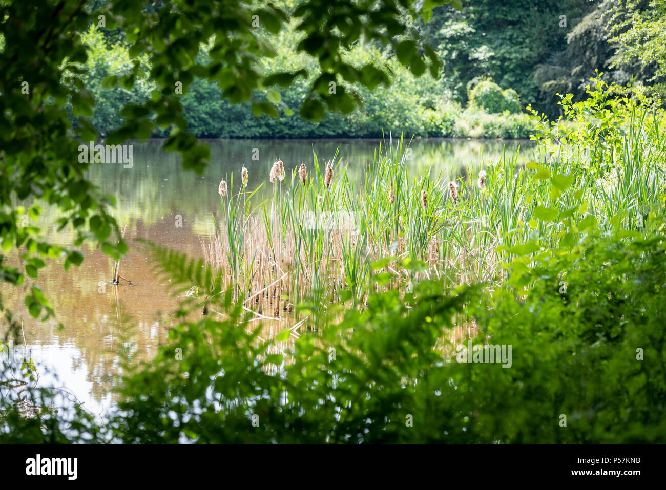 A lake surrounded by reeds and bullrushes in the summer in the UK countryside Stock Photo
